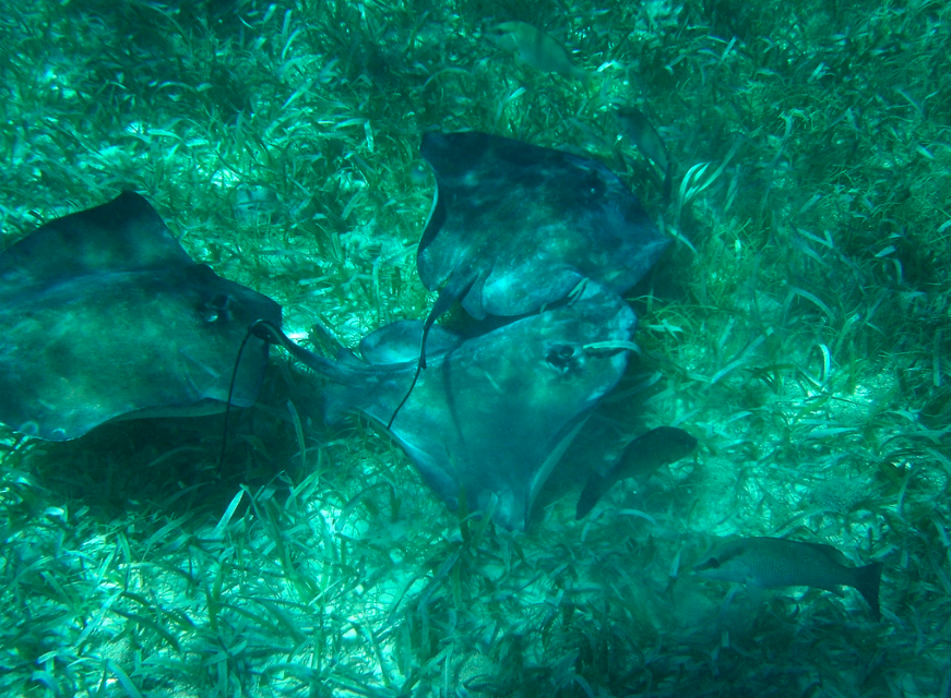 Sting Rays in Grand Cayman