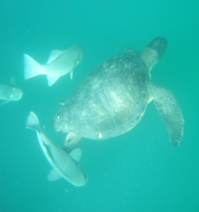 Swimming with Turtles in Peru|www.extremelysharplife.com