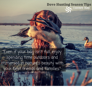 Dove Hunting Season Tips to Enjoy with Friends and Family