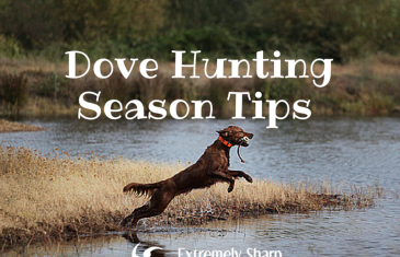 Dove Hunting – Tips To Enjoy The Season