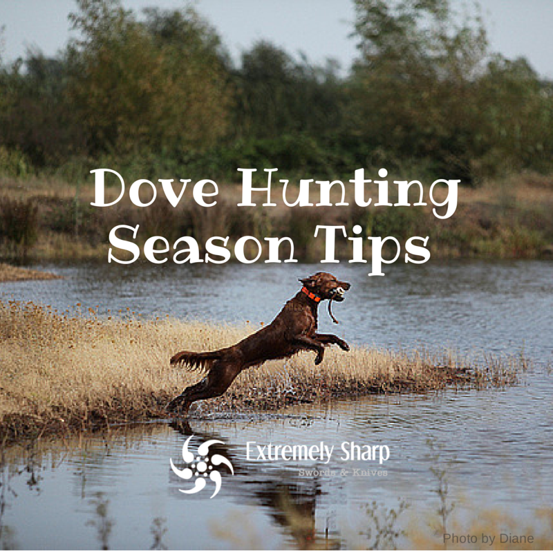 Dove Hunting – Tips To Enjoy The Season