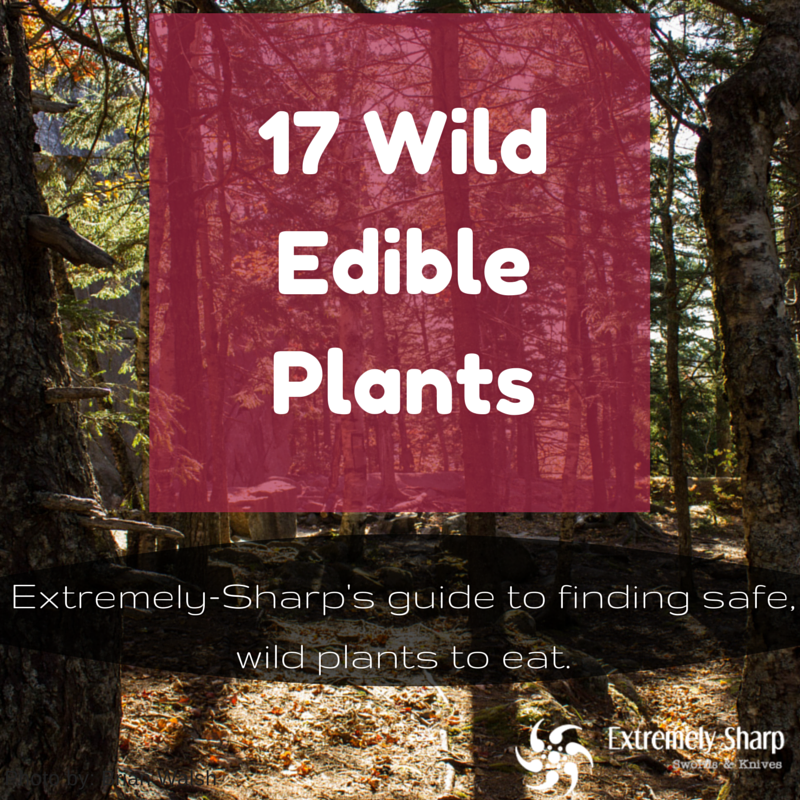 17 Wild Edible Plants