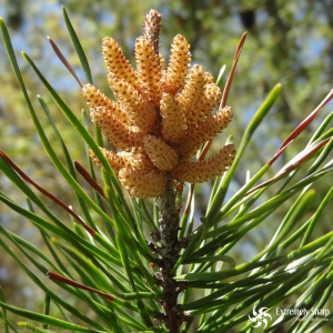 17 Wild Edible Plants | Pine rich in vitamin C | boil needles in water in survival emergency 