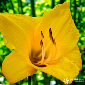 17 Wild Edible Plants | Daylily can be Eaten them raw or cooked. | Survival skills 