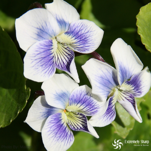 17 Wild Edible Plants | violets are high in vitamin C and A | survive in nature