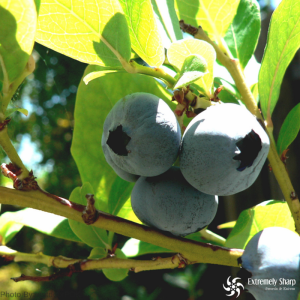 17 Wild Edible Plants | Blueberries in wild | Survival knowledge - blog 