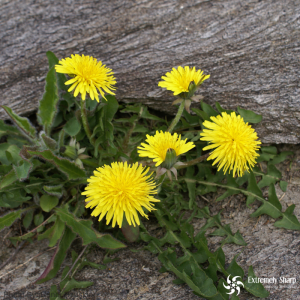 17 Wild Edible Plants | Dandelions have vitamins K, A & C and are full of calcium