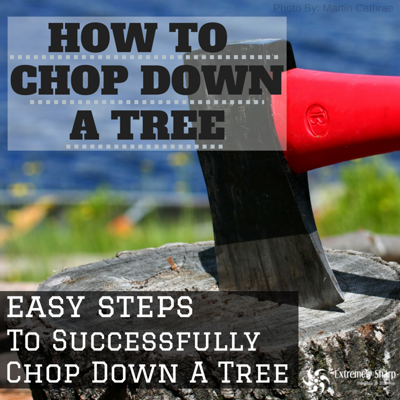 Tips On How To Cut Down A Tree